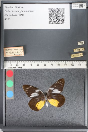Media type: image;   Entomology 130344
